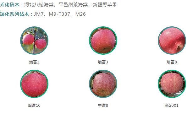 新品种苹果苗
