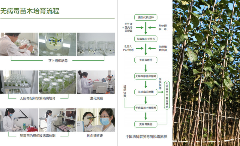 什么才是**的脱毒苹果苗木